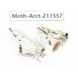 Arctiidae sp. China, Tibet, Linzhi, Bomi county. 2Pcs. Moth-Arct-211557.