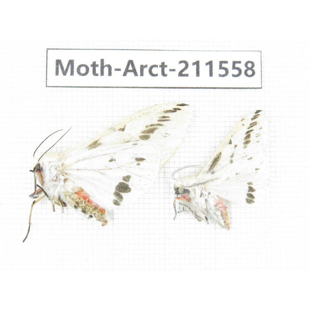 Arctiidae sp. China, Tibet, Linzhi, Bomi county. 2Pcs. Moth-Arct-211558.