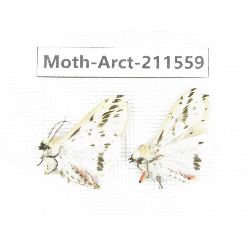 Arctiidae sp. China, Tibet, Linzhi, Bomi county. 2Pcs. Moth-Arct-211559.