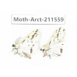Arctiidae sp. China, Tibet, Linzhi, Bomi county. 2Pcs. Moth-Arct-211559.
