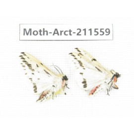 Arctiidae sp. China, Tibet, Linzhi, Bomi county. 2Pcs. Moth-Arct-211559.