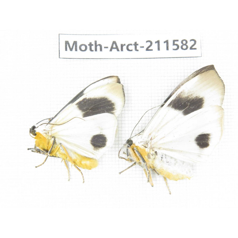 Arctiidae sp. China, Tibet, Linzhi, Bomi county. 2Pcs. Moth-Arct-211582.