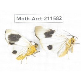 Arctiidae sp. China, Tibet, Linzhi, Bomi county. 2Pcs. Moth-Arct-211582.
