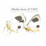 Arctiidae sp. China, Tibet, Linzhi, Bomi county. 2Pcs. Moth-Arct-211583.