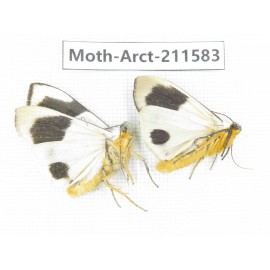 Arctiidae sp. China, Tibet, Linzhi, Bomi county. 2Pcs. Moth-Arct-211583.
