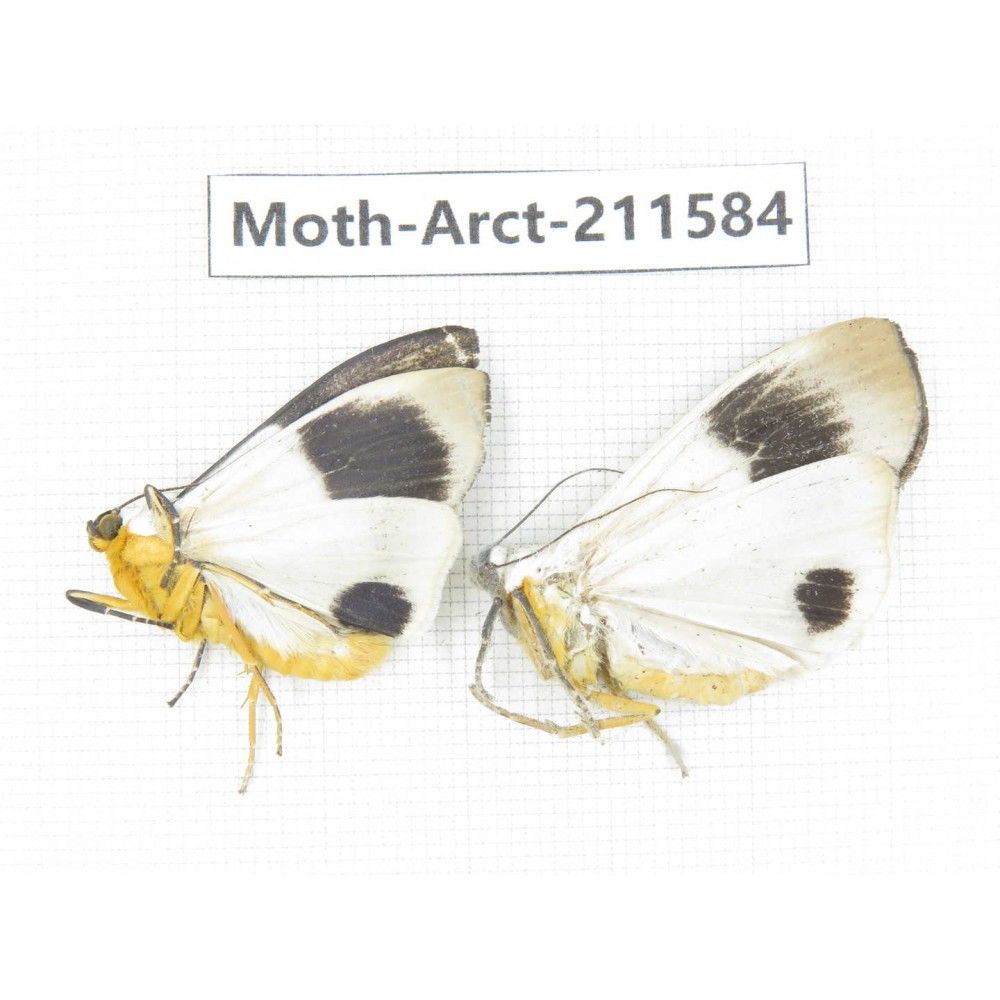 Arctiidae sp. China, Tibet, Linzhi, Bomi county. 2Pcs. Moth-Arct-211584.