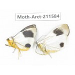 Arctiidae sp. China, Tibet, Linzhi, Bomi county. 2Pcs. Moth-Arct-211584.