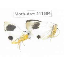 Arctiidae sp. China, Tibet, Linzhi, Bomi county. 2Pcs. Moth-Arct-211584.