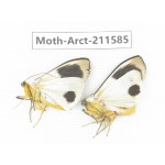 Arctiidae sp. China, Tibet, Linzhi, Bomi county. 2Pcs. Moth-Arct-211585.