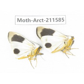 Arctiidae sp. China, Tibet, Linzhi, Bomi county. 2Pcs. Moth-Arct-211585.