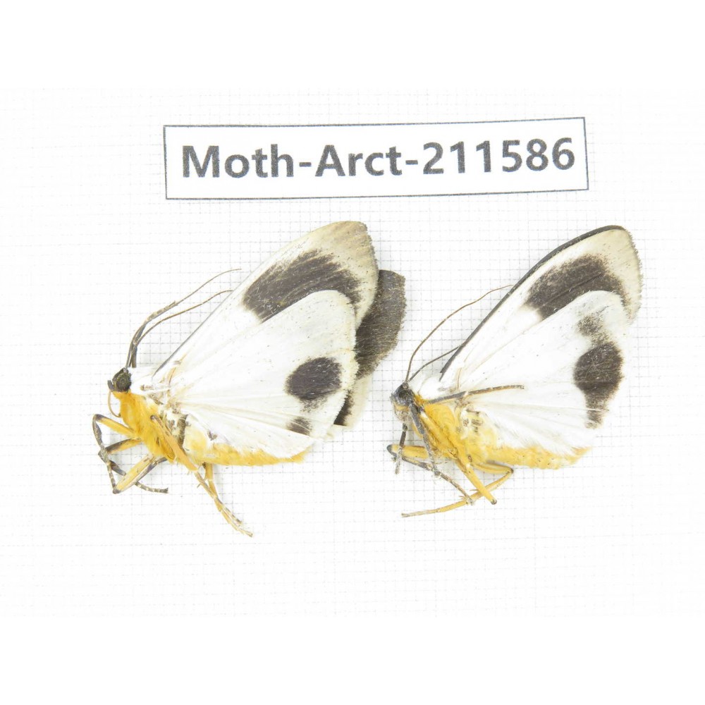 Arctiidae sp. China, Tibet, Linzhi, Bomi county. 2Pcs. Moth-Arct-211586.