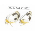Arctiidae sp. China, Tibet, Linzhi, Bomi county. 2Pcs. Moth-Arct-211586.