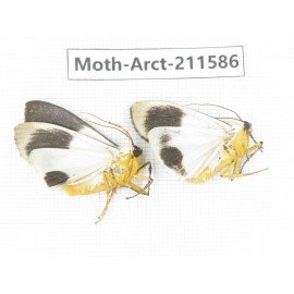 Arctiidae sp. China, Tibet, Linzhi, Bomi county. 2Pcs. Moth-Arct-211586.