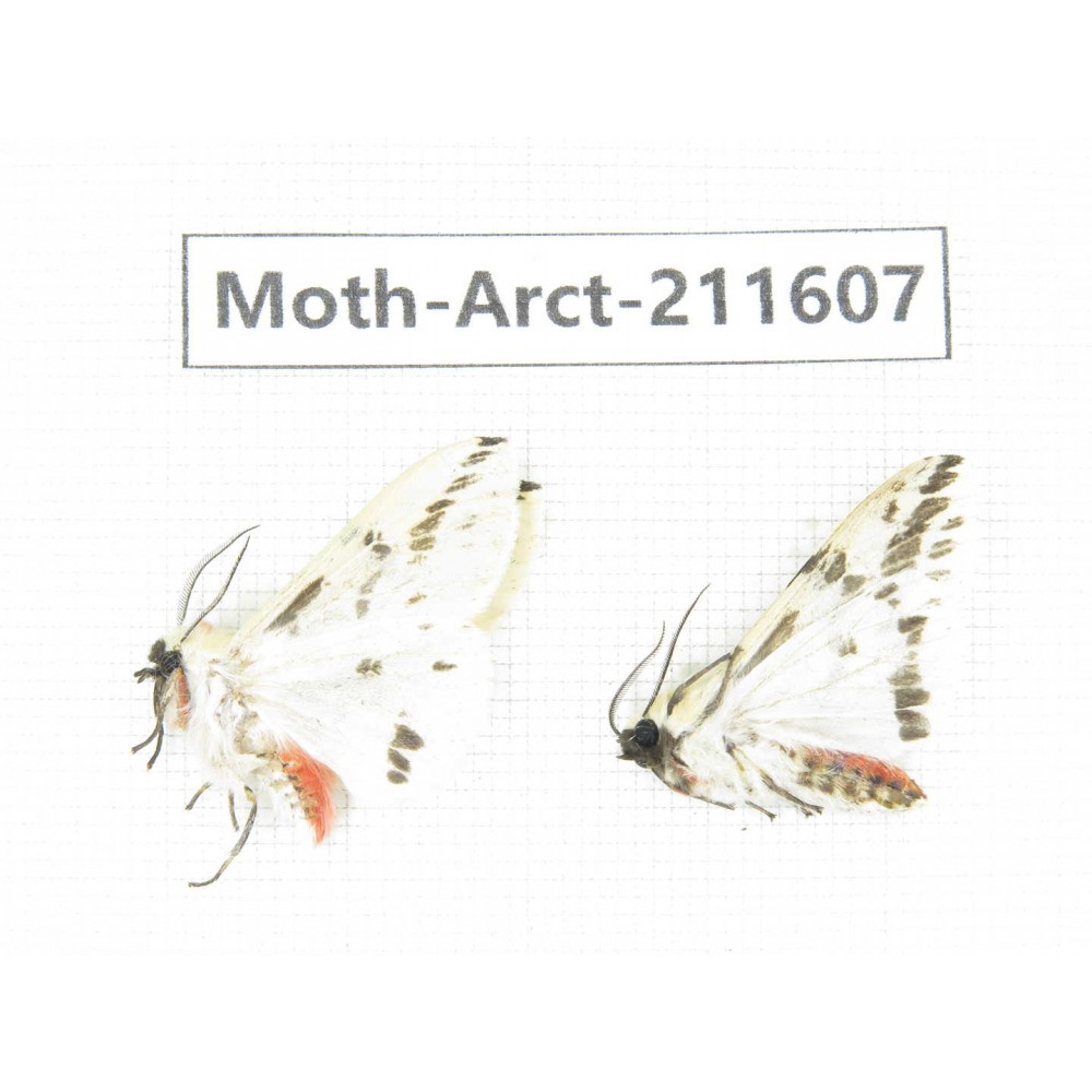 Arctiidae sp. China, Tibet, Linzhi, Bomi county. 2Pcs. Moth-Arct-211607.