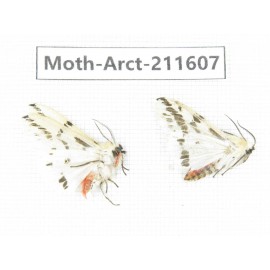 Arctiidae sp. China, Tibet, Linzhi, Bomi county. 2Pcs. Moth-Arct-211607.
