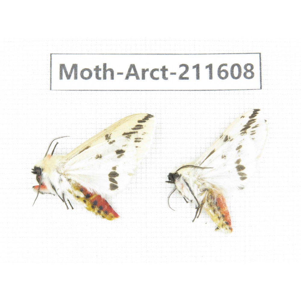 Arctiidae sp. China, Tibet, Linzhi, Bomi county. 2Pcs. Moth-Arct-211608.