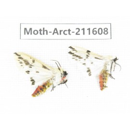 Arctiidae sp. China, Tibet, Linzhi, Bomi county. 2Pcs. Moth-Arct-211608.