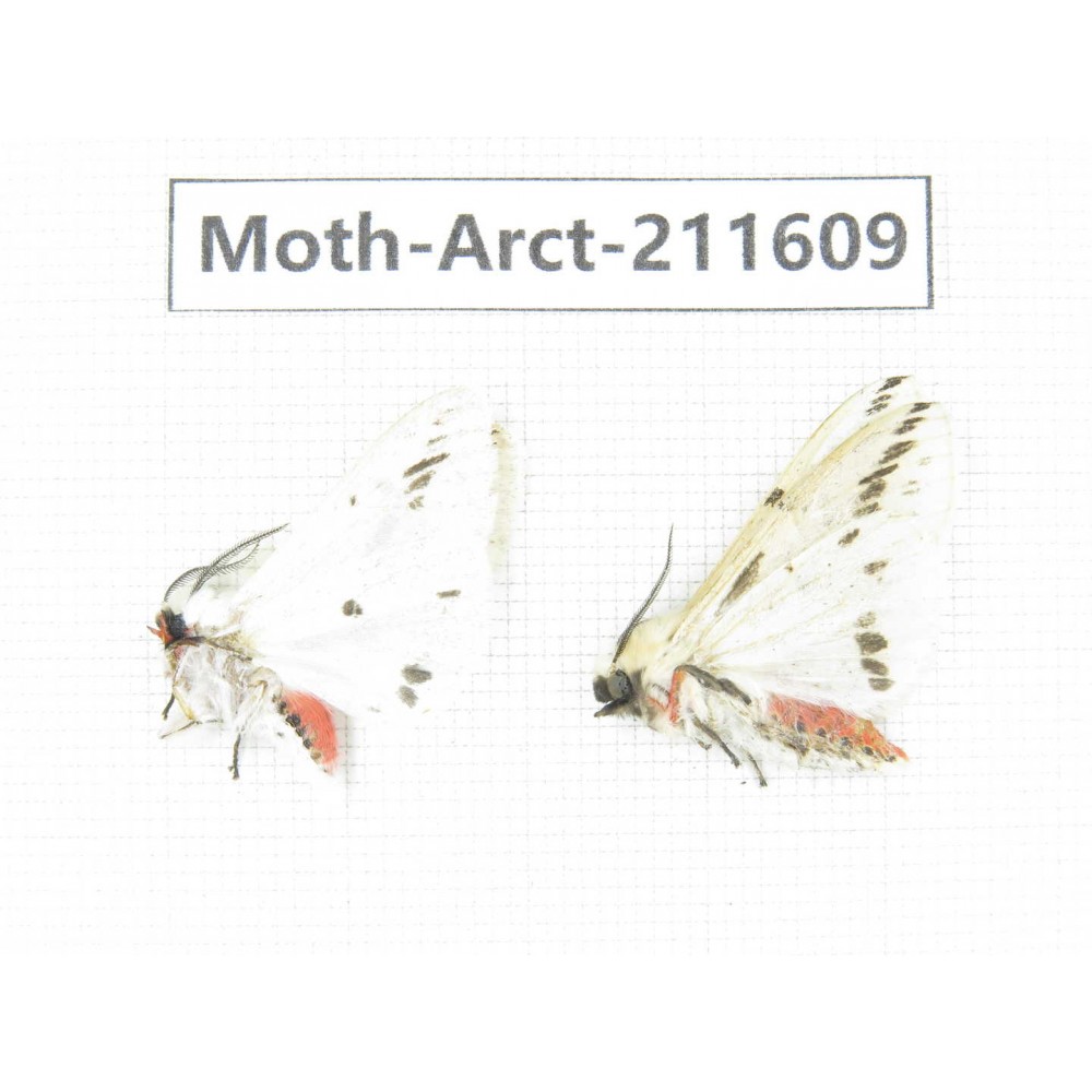 Arctiidae sp. China, Tibet, Linzhi, Bomi county. 2Pcs. Moth-Arct-211609.