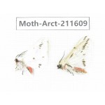 Arctiidae sp. China, Tibet, Linzhi, Bomi county. 2Pcs. Moth-Arct-211609.