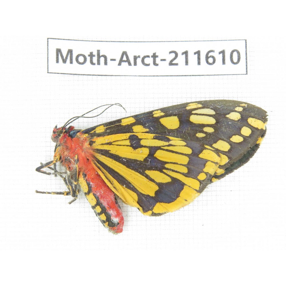 Arctiidae sp. China, Tibet, Linzhi, Bomi county. 1Pcs. Moth-Arct-211610.