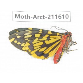 Arctiidae sp. China, Tibet, Linzhi, Bomi county. 1Pcs. Moth-Arct-211610.