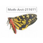 Arctiidae sp. China, Tibet, Linzhi, Bomi county. 1Pcs. Moth-Arct-211611.