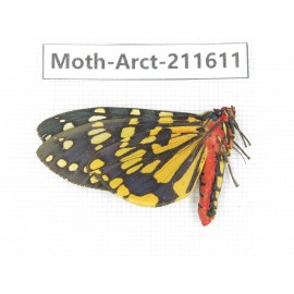 Arctiidae sp. China, Tibet, Linzhi, Bomi county. 1Pcs. Moth-Arct-211611.