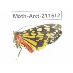 Arctiidae sp. China, Tibet, Linzhi, Bomi county. 1Pcs. Moth-Arct-211612.