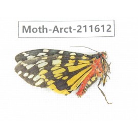 Arctiidae sp. China, Tibet, Linzhi, Bomi county. 1Pcs. Moth-Arct-211612.