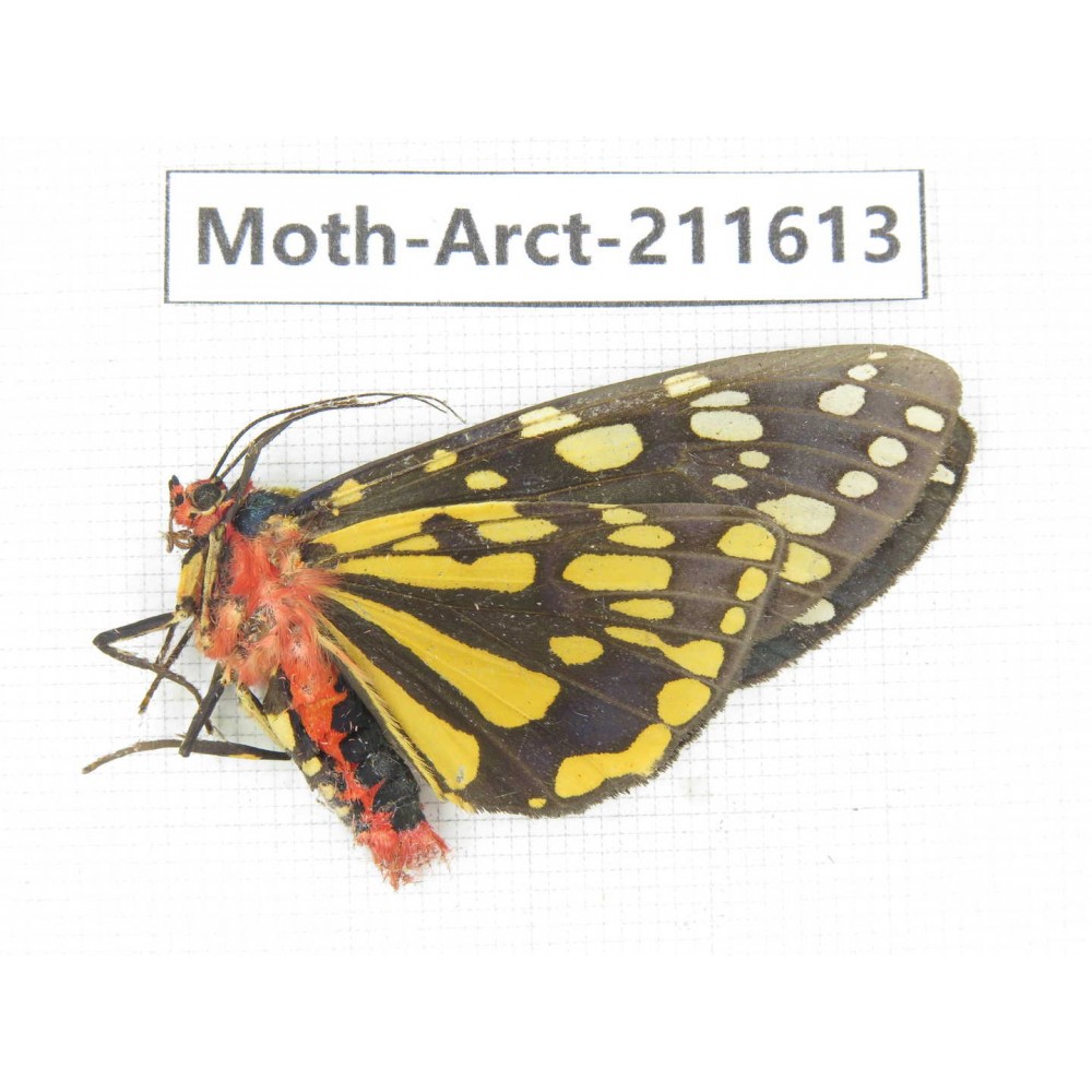 Arctiidae sp. China, Tibet, Linzhi, Bomi county. 1Pcs. Moth-Arct-211613.