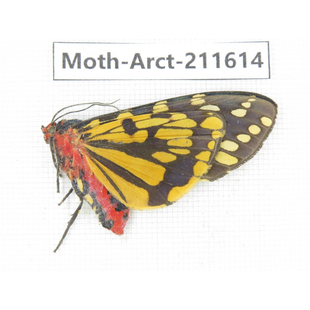 Arctiidae sp. China, Tibet, Linzhi, Bomi county. 1Pcs. Moth-Arct-211614.