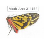Arctiidae sp. China, Tibet, Linzhi, Bomi county. 1Pcs. Moth-Arct-211614.