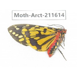 Arctiidae sp. China, Tibet, Linzhi, Bomi county. 1Pcs. Moth-Arct-211614.