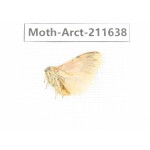 Arctiidae sp. China, Tibet, Linzhi, Bomi county. 1Pcs. Moth-Arct-211638.