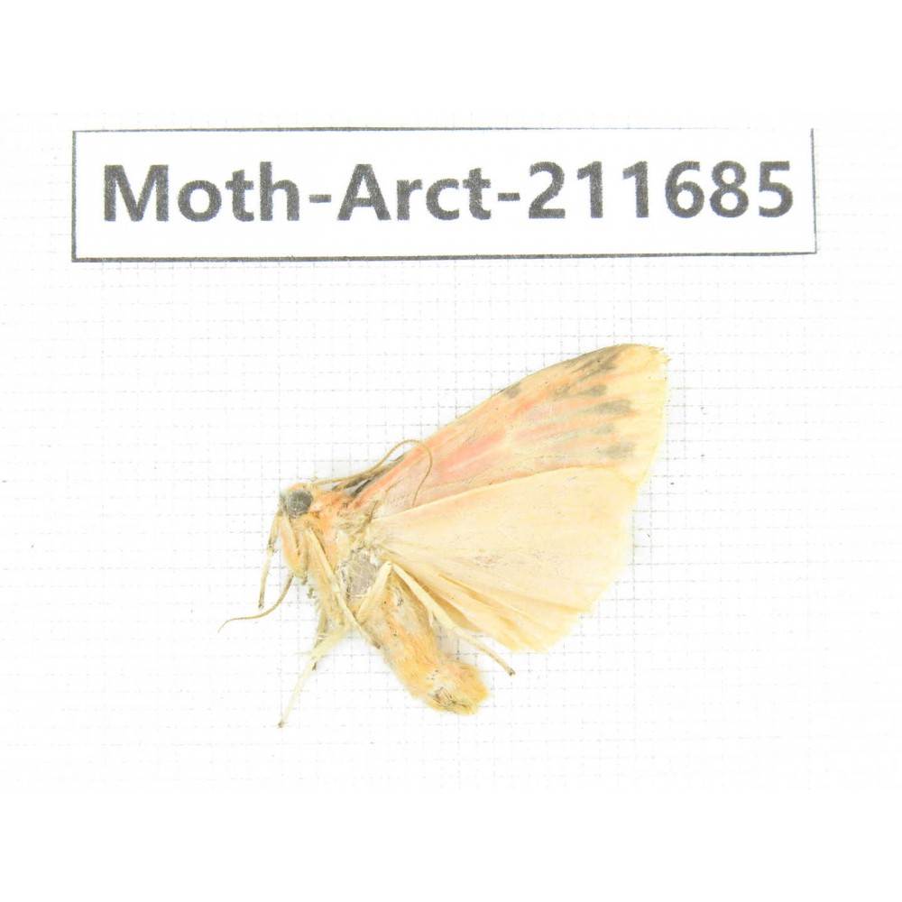 Arctiidae sp. China, Tibet, Linzhi, Bomi county. 1Pcs. Moth-Arct-211685.
