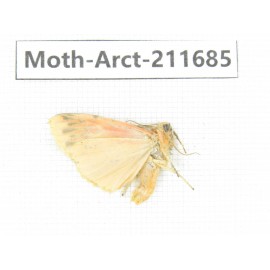 Arctiidae sp. China, Tibet, Linzhi, Bomi county. 1Pcs. Moth-Arct-211685.