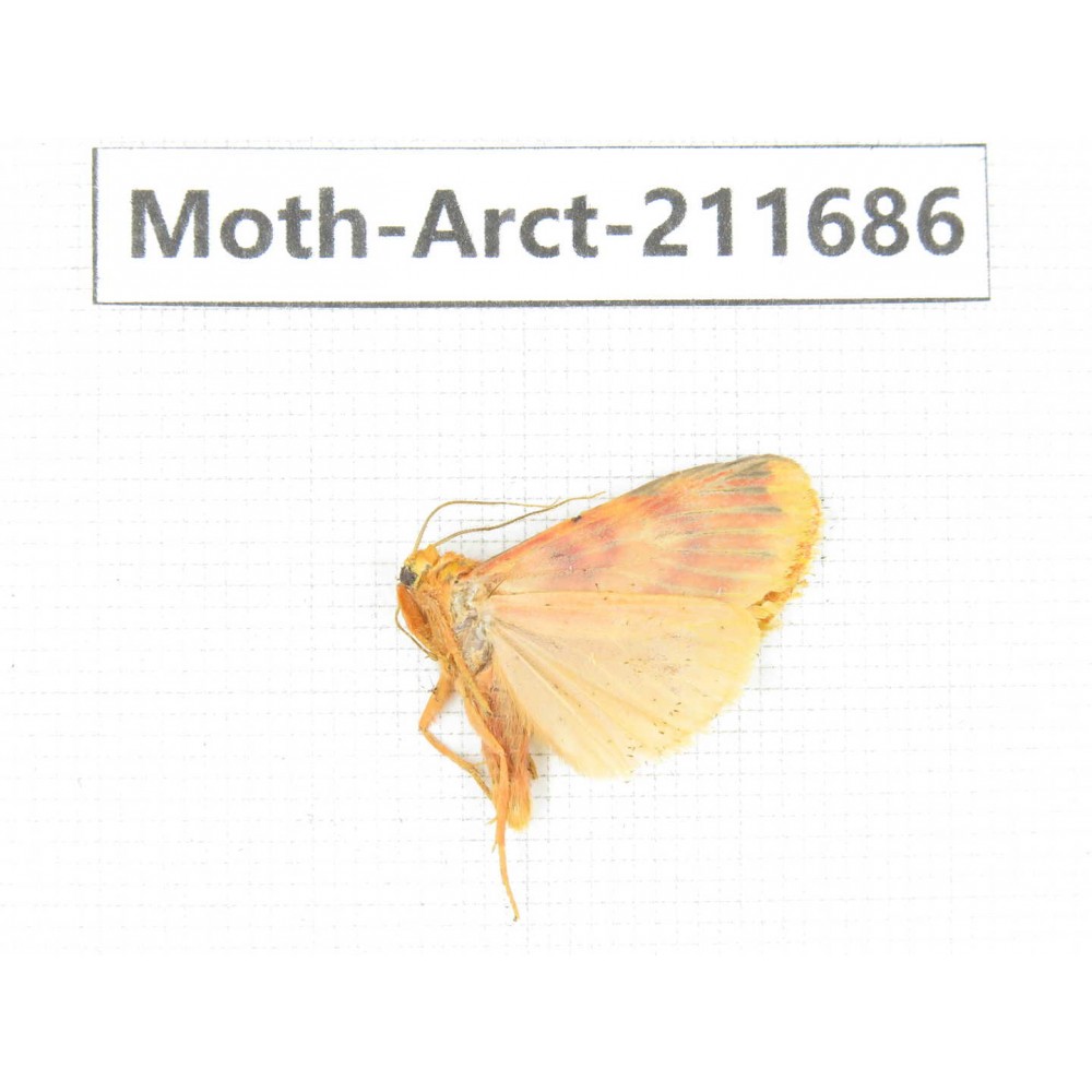 Arctiidae sp. China, Tibet, Linzhi, Bomi county. 1Pcs. Moth-Arct-211686.