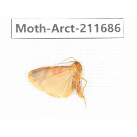 Arctiidae sp. China, Tibet, Linzhi, Bomi county. 1Pcs. Moth-Arct-211686.