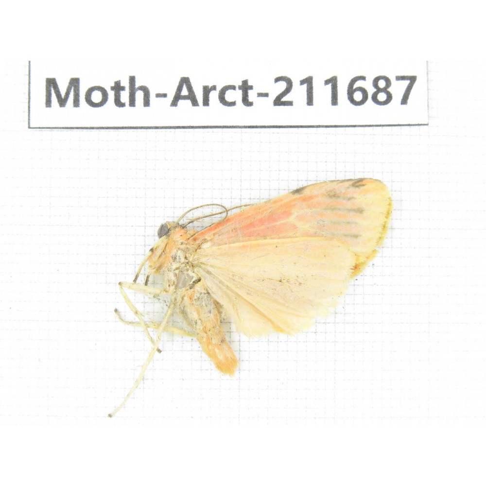 Arctiidae sp. China, Tibet, Linzhi, Bomi county. 1Pcs. Moth-Arct-211687.