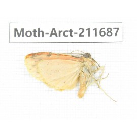 Arctiidae sp. China, Tibet, Linzhi, Bomi county. 1Pcs. Moth-Arct-211687.
