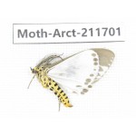 Arctiidae sp. China, Tibet, Linzhi, Bomi county. 1Pcs. Moth-Arct-211701.