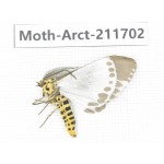 Arctiidae sp. China, Tibet, Linzhi, Bomi county. 1Pcs. Moth-Arct-211702.