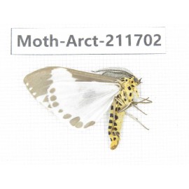 Arctiidae sp. China, Tibet, Linzhi, Bomi county. 1Pcs. Moth-Arct-211702.