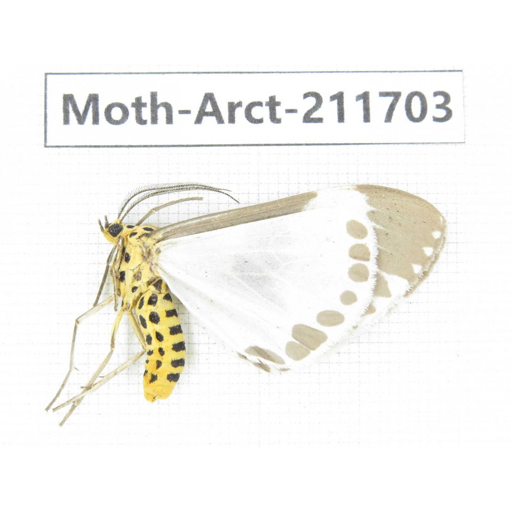 Arctiidae sp. China, Tibet, Linzhi, Bomi county. 1Pcs. Moth-Arct-211703.