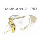 Arctiidae sp. China, Tibet, Linzhi, Bomi county. 1Pcs. Moth-Arct-211703.