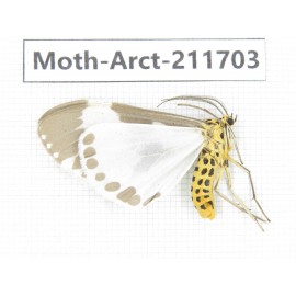 Arctiidae sp. China, Tibet, Linzhi, Bomi county. 1Pcs. Moth-Arct-211703.