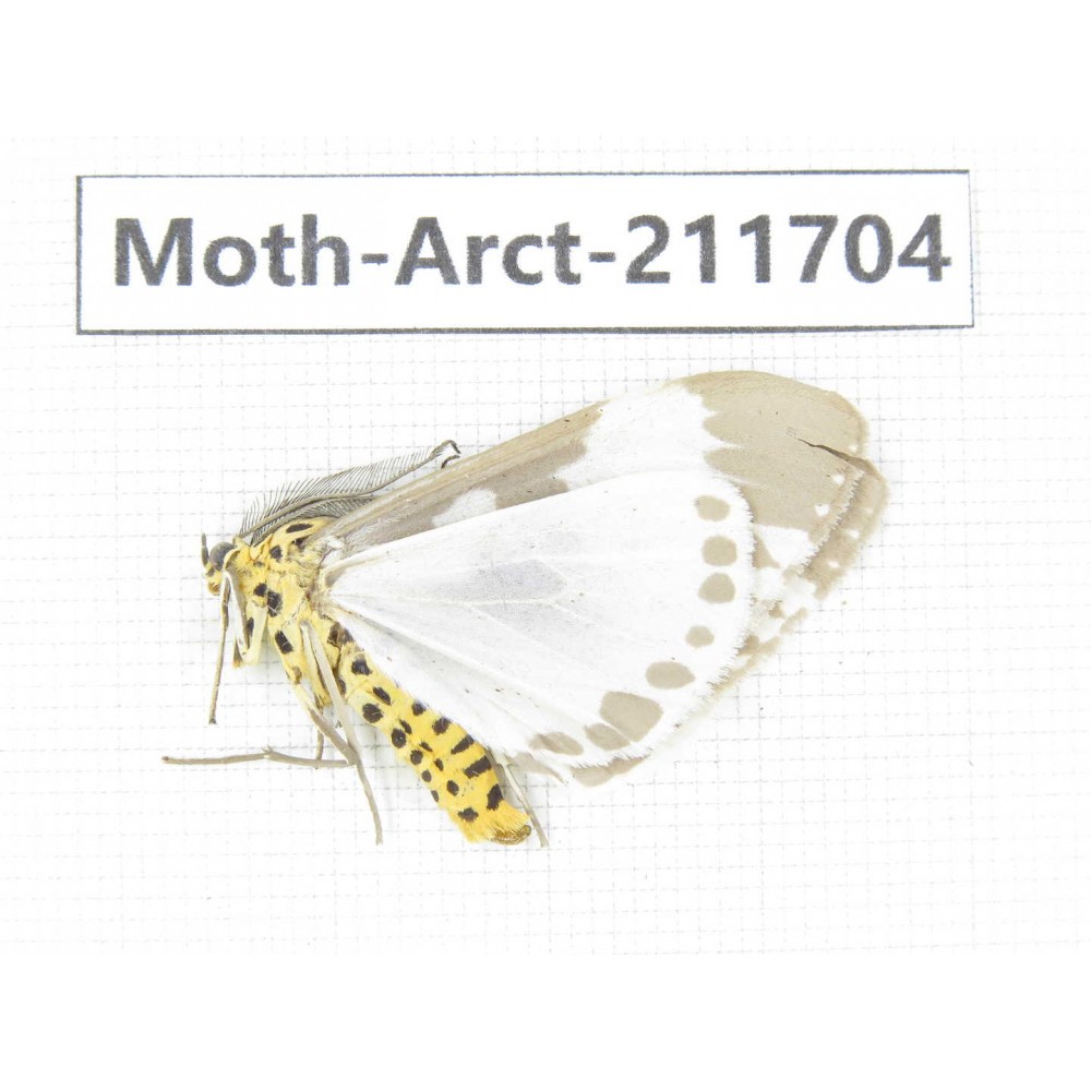 Arctiidae sp. China, Tibet, Linzhi, Bomi county. 1Pcs. Moth-Arct-211704.