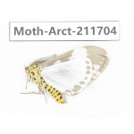 Arctiidae sp. China, Tibet, Linzhi, Bomi county. 1Pcs. Moth-Arct-211704.