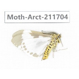 Arctiidae sp. China, Tibet, Linzhi, Bomi county. 1Pcs. Moth-Arct-211704.