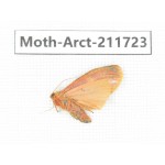Arctiidae sp. China, Tibet, Linzhi, Bomi county. 1Pcs. Moth-Arct-211723.